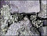  lichen5.jpg