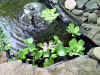 pond_plants_2005_1.jpg (125878 bytes)
